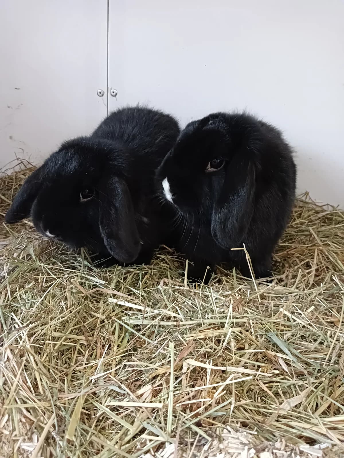 Severin, male mixed breed for adoption at BMT Tierheim Elisabethenhof — photo 3 of 5