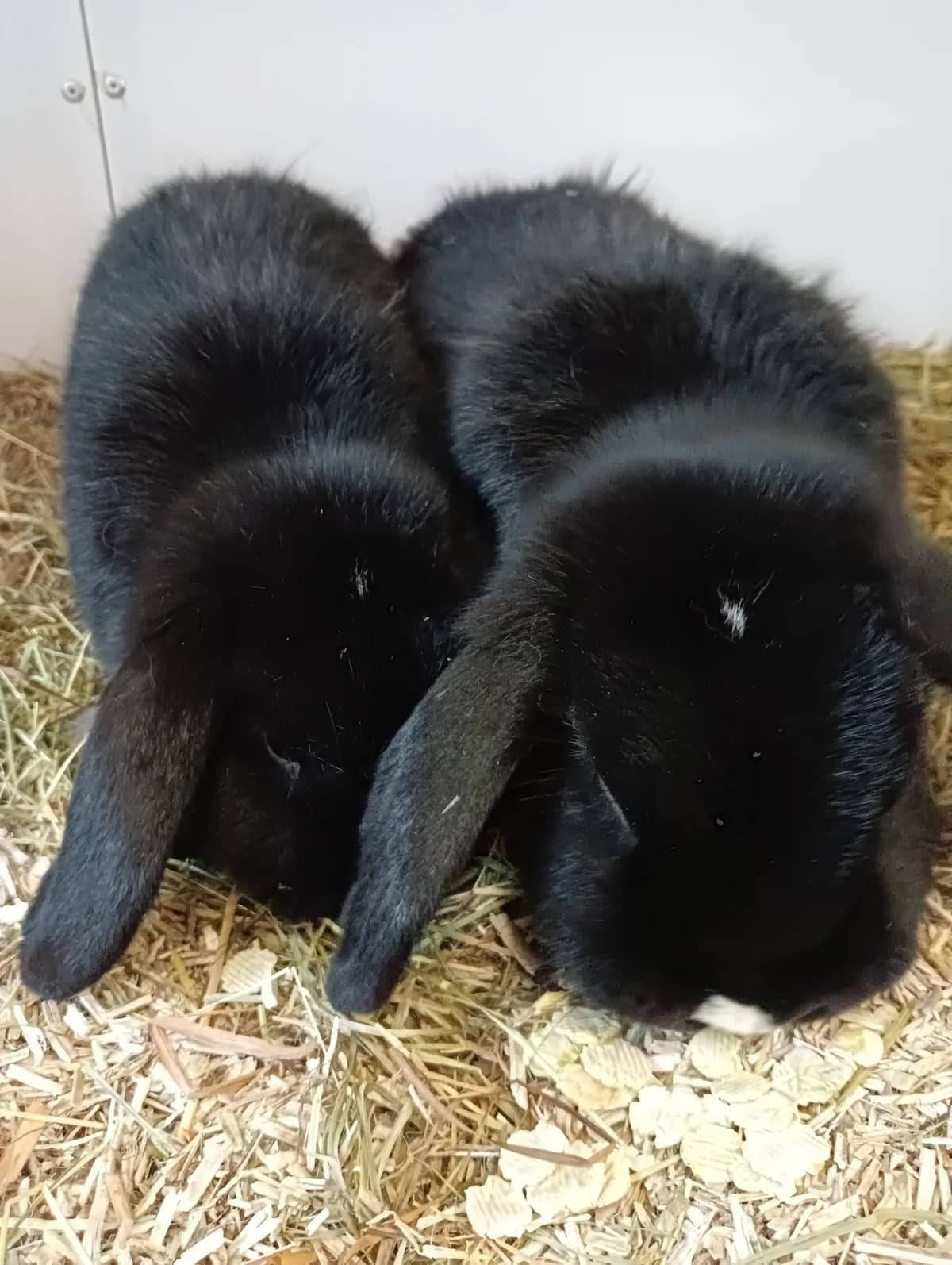 Severin, male mixed breed for adoption at BMT Tierheim Elisabethenhof — photo 4 of 5