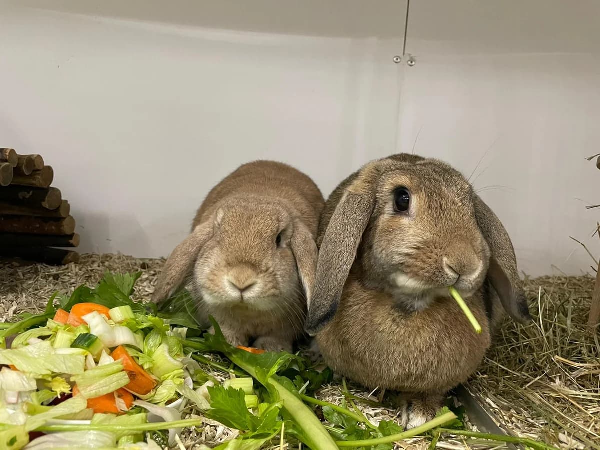 William, male mixed breed for adoption at BMT Tierheim Elisabethenhof