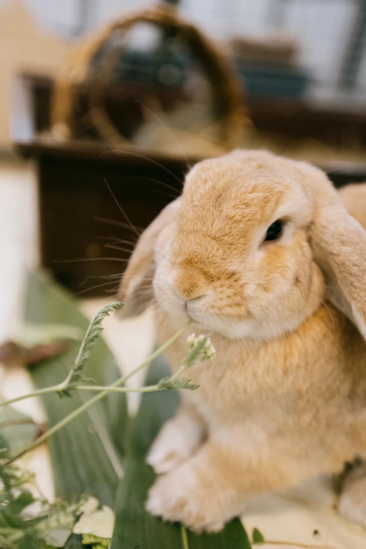 William, male mixed breed for adoption at BMT Tierheim Elisabethenhof — photo 3 of 5