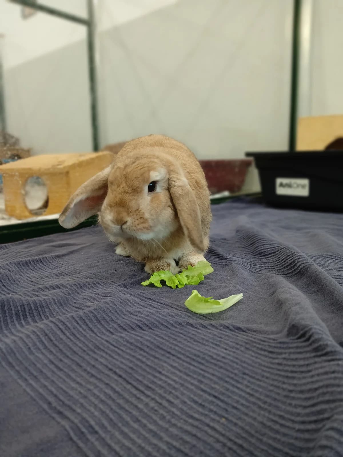 William, male mixed breed for adoption at BMT Tierheim Elisabethenhof — photo 4 of 5