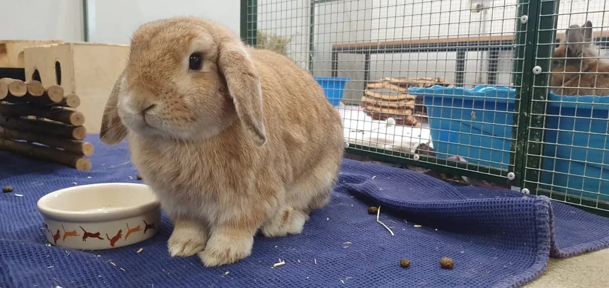 William, male mixed breed for adoption at BMT Tierheim Elisabethenhof — photo 5 of 5