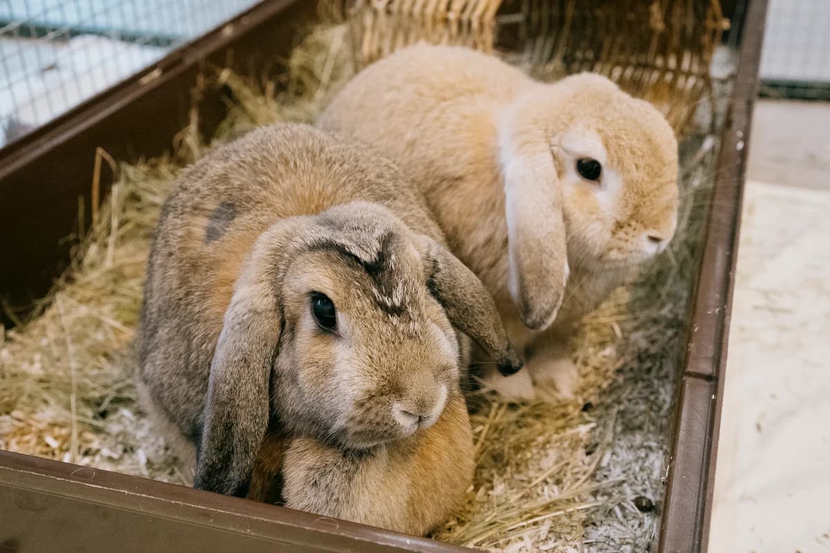 Kate, female mixed breed for adoption at BMT Tierheim Elisabethenhof — photo 2 of 5