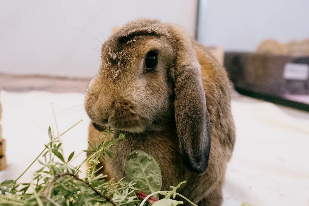 Kate, female mixed breed for adoption at BMT Tierheim Elisabethenhof — photo 3 of 5