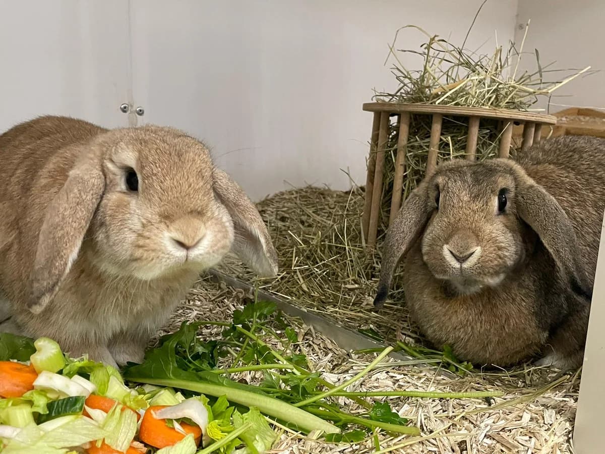 Kate, female mixed breed for adoption at BMT Tierheim Elisabethenhof — photo 4 of 5