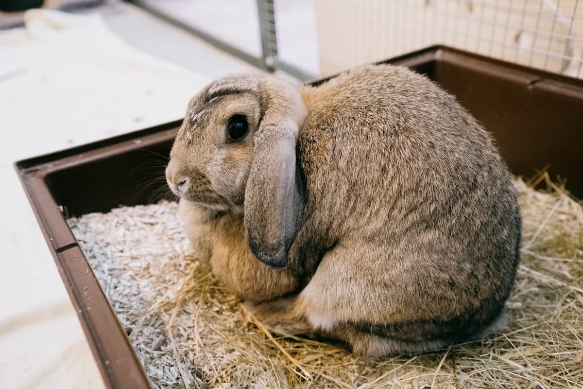 Kate, female mixed breed for adoption at BMT Tierheim Elisabethenhof — photo 5 of 5