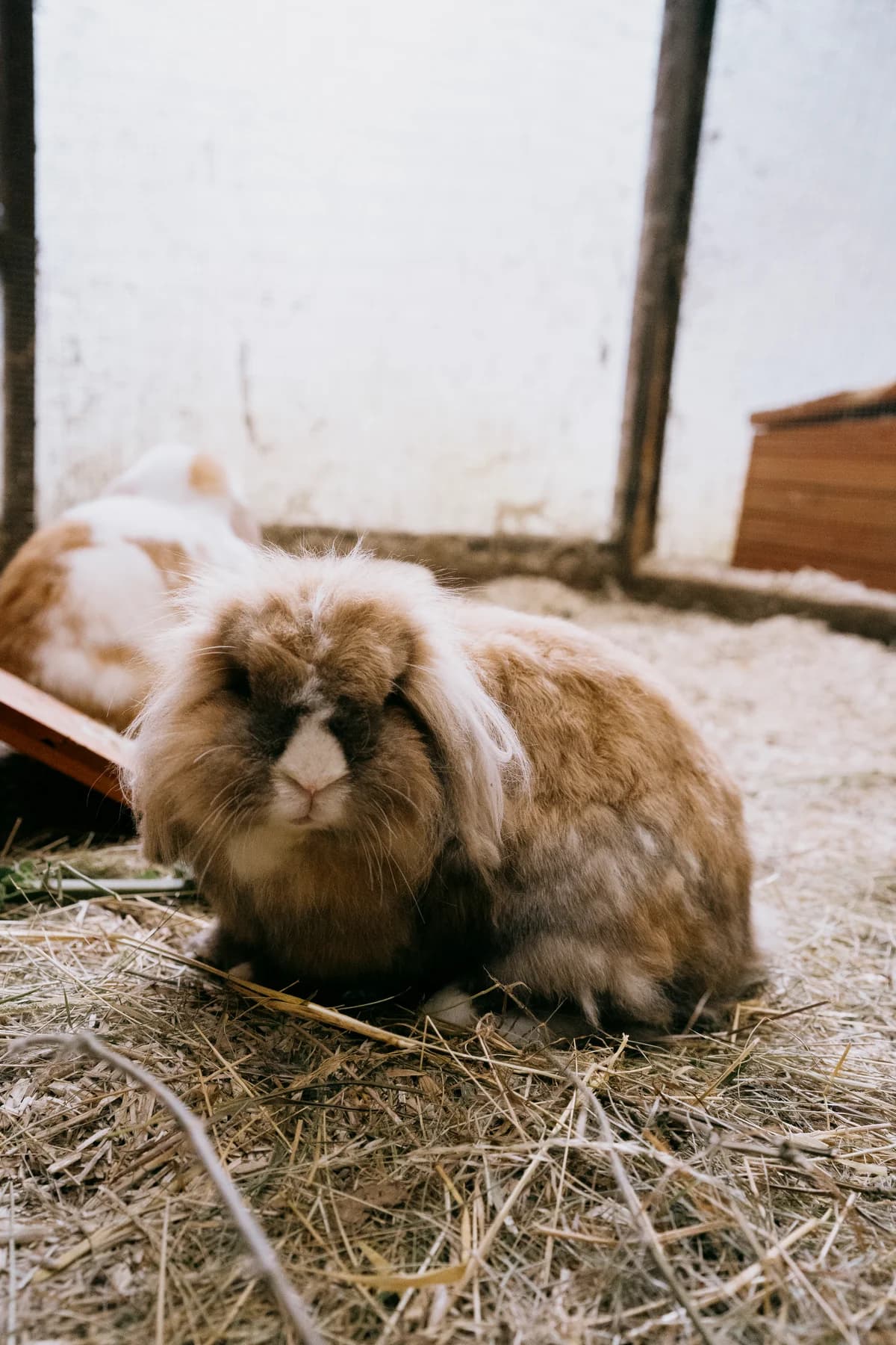 Finley, male mixed breed for adoption at BMT Tierheim Elisabethenhof — photo 2 of 5