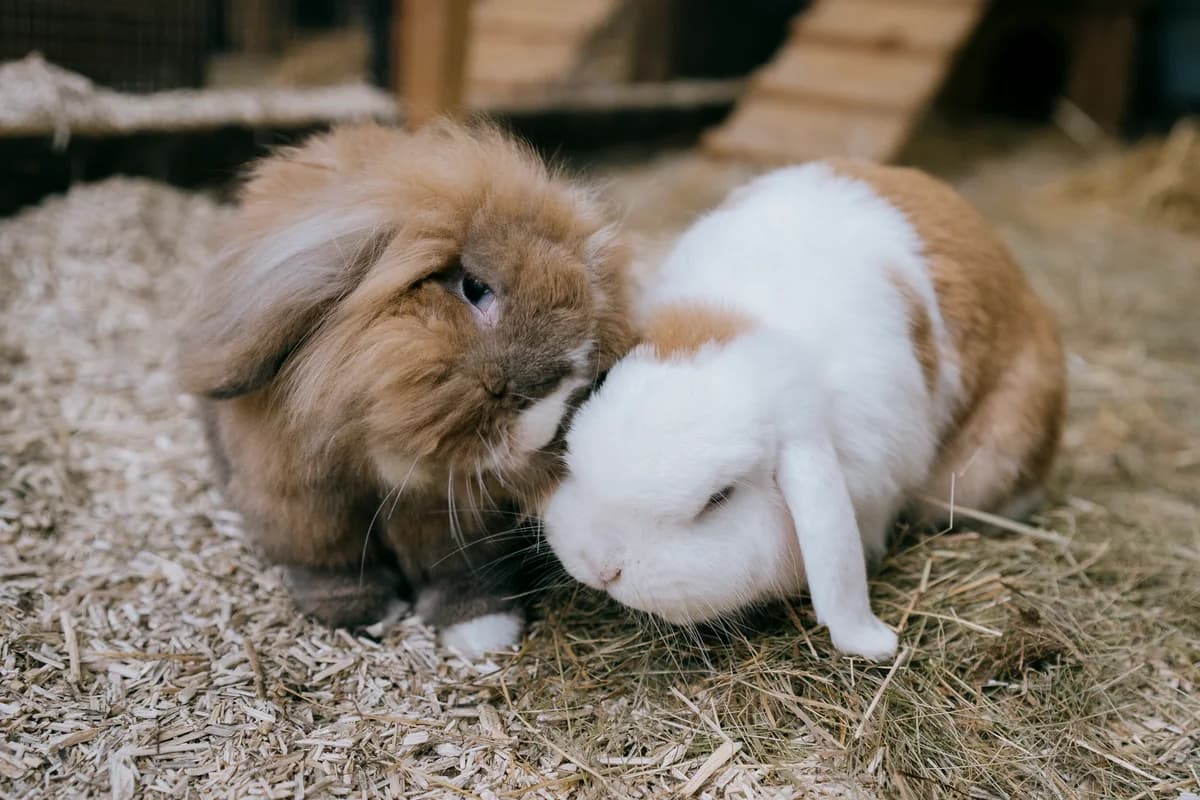 Finley, male mixed breed for adoption at BMT Tierheim Elisabethenhof — photo 3 of 5