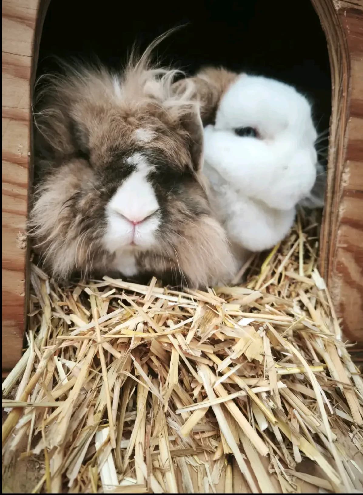 Finley, male mixed breed for adoption at BMT Tierheim Elisabethenhof — photo 4 of 5