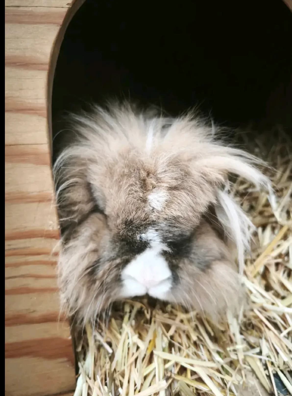 Finley, male mixed breed for adoption at BMT Tierheim Elisabethenhof — photo 5 of 5