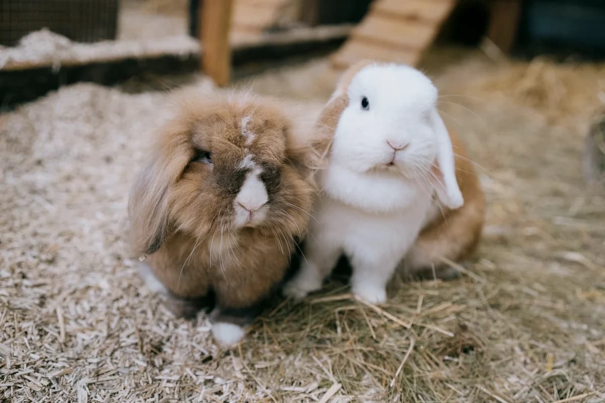 Winston,  3yo mixed breed for adoption at Saving Saints Rescue UK (Big Paws Welfare)