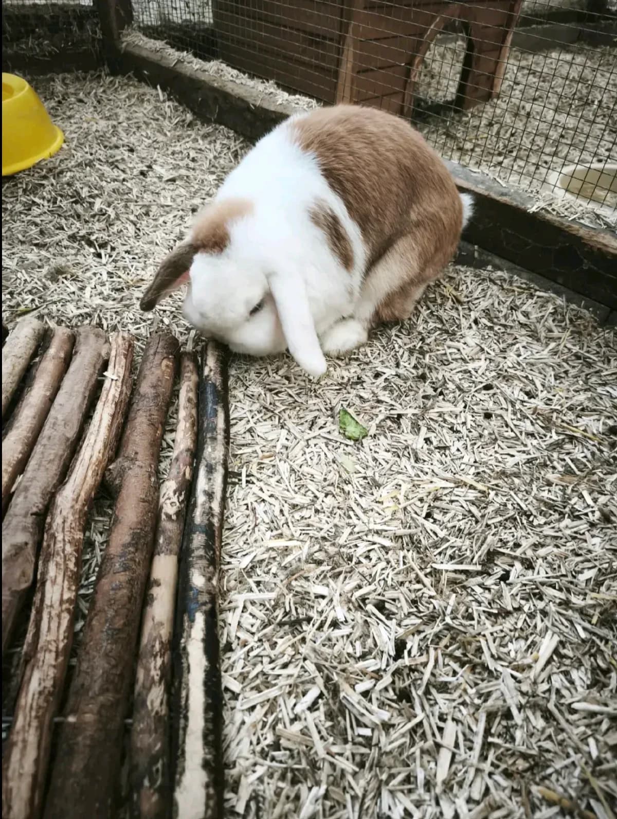 Bella, female mixed breed for adoption at BMT Tierheim Elisabethenhof — photo 2 of 3