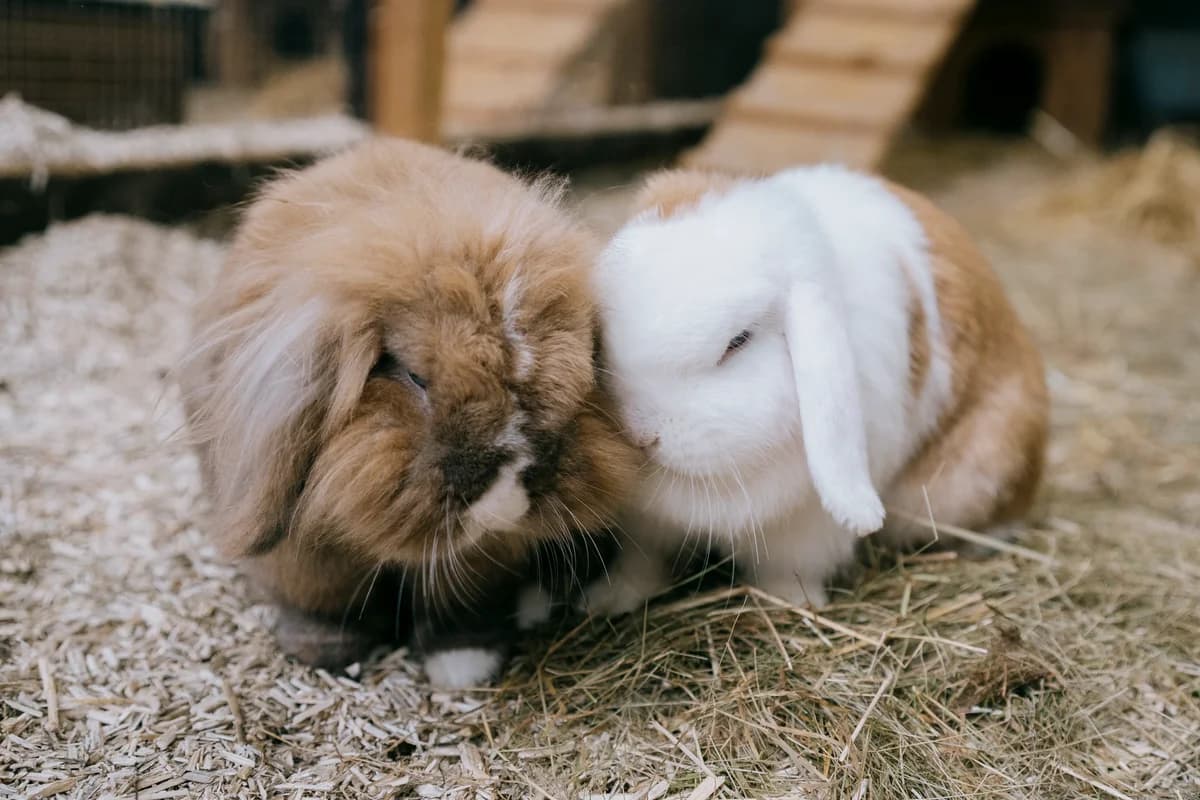 Bella, female mixed breed for adoption at BMT Tierheim Elisabethenhof — photo 3 of 3