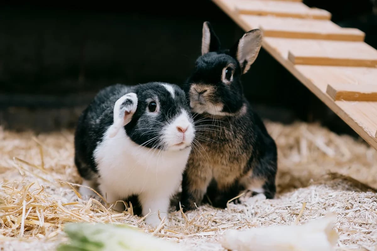 Jim Knopf, male mixed breed for adoption at BMT Tierheim Elisabethenhof