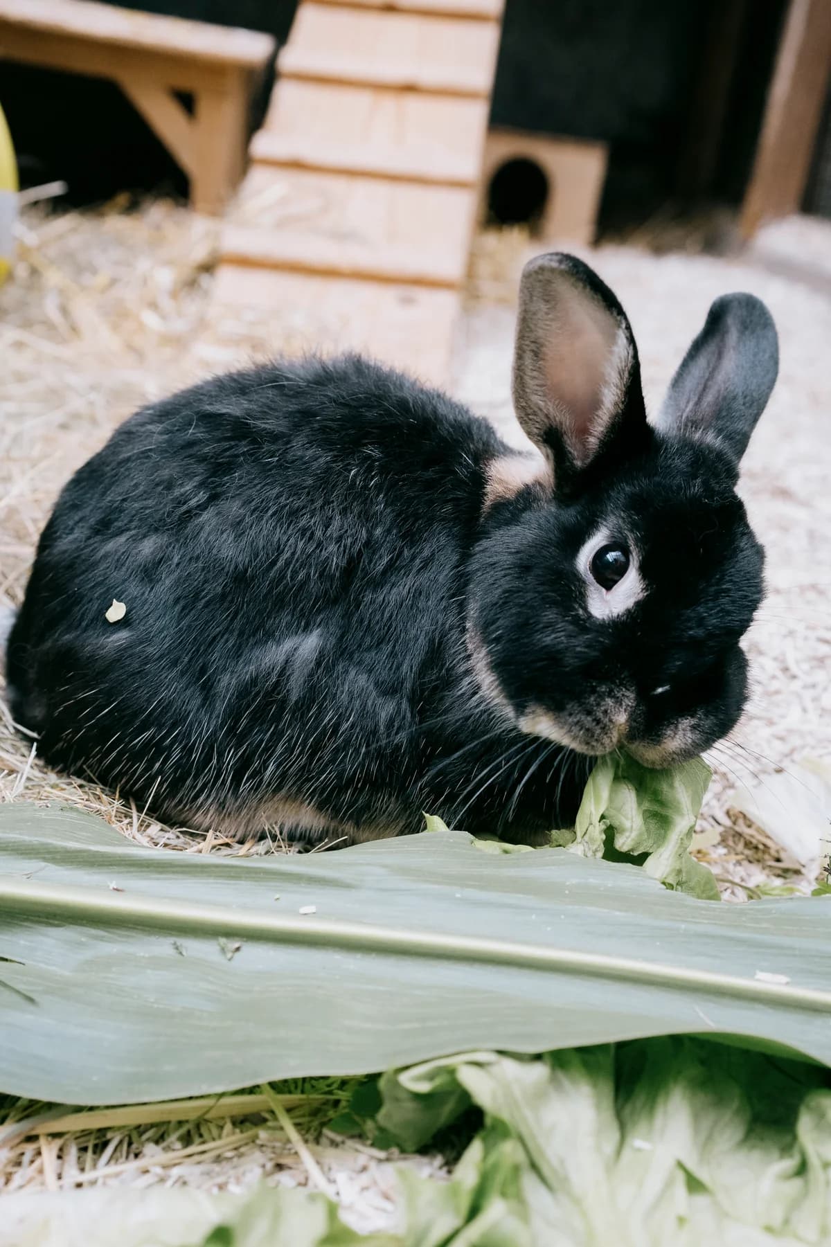 Jim Knopf, male mixed breed for adoption at BMT Tierheim Elisabethenhof — photo 2 of 3