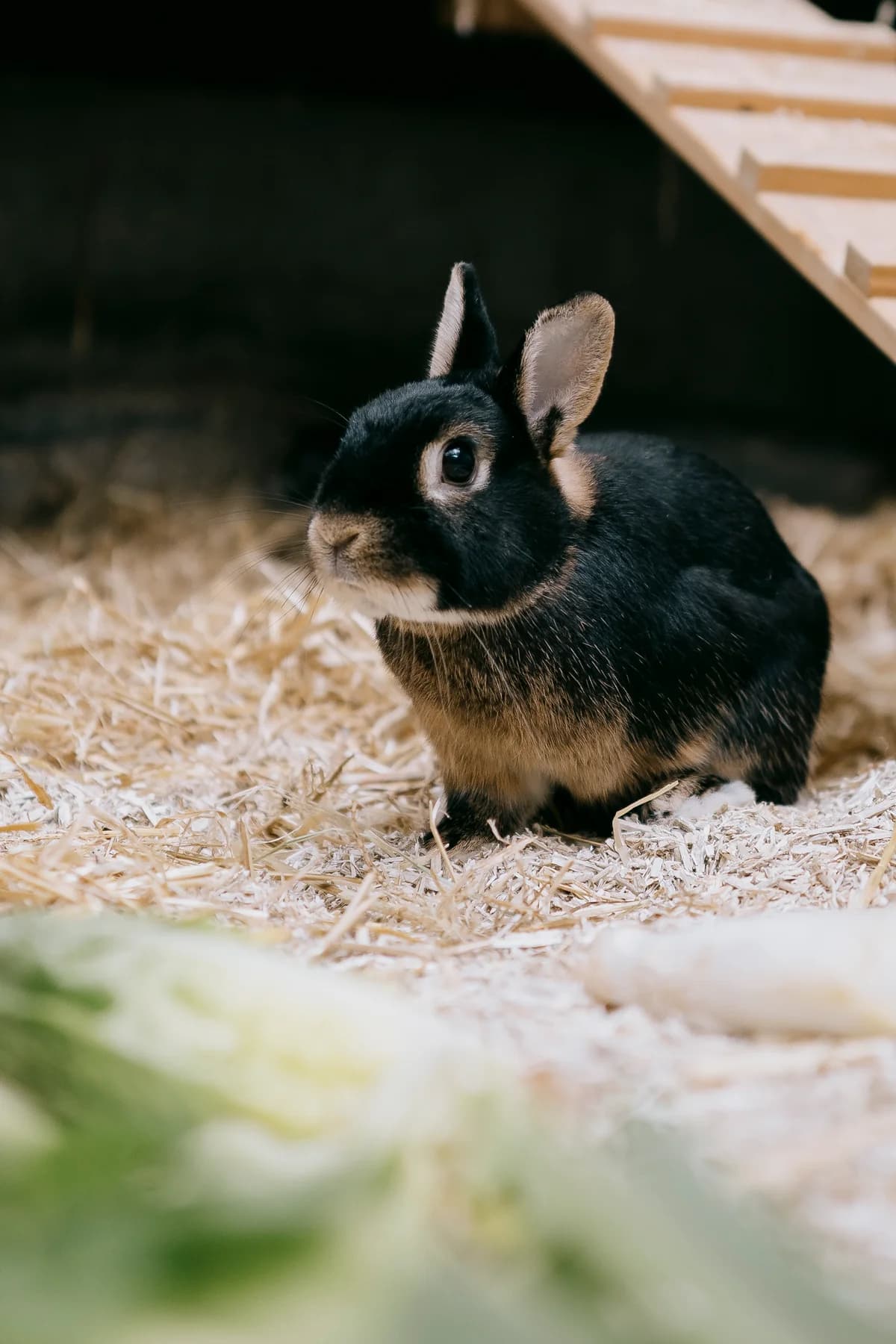 Jim Knopf, male mixed breed for adoption at BMT Tierheim Elisabethenhof — photo 3 of 3