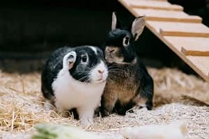 Lisi, female mixed breed for adoption at BMT Tierheim Elisabethenhof