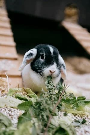 Lisi, female mixed breed for adoption at BMT Tierheim Elisabethenhof — photo 2 of 3