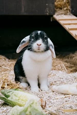 Lisi, female mixed breed for adoption at BMT Tierheim Elisabethenhof — photo 3 of 3