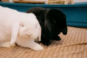 Saburo, male mixed breed for adoption at BMT Tierheim Elisabethenhof