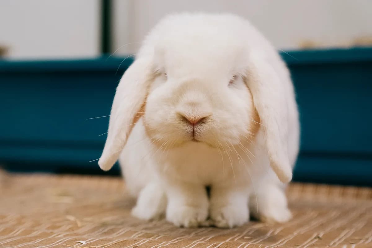 Saburo, male mixed breed for adoption at BMT Tierheim Elisabethenhof — photo 2 of 3