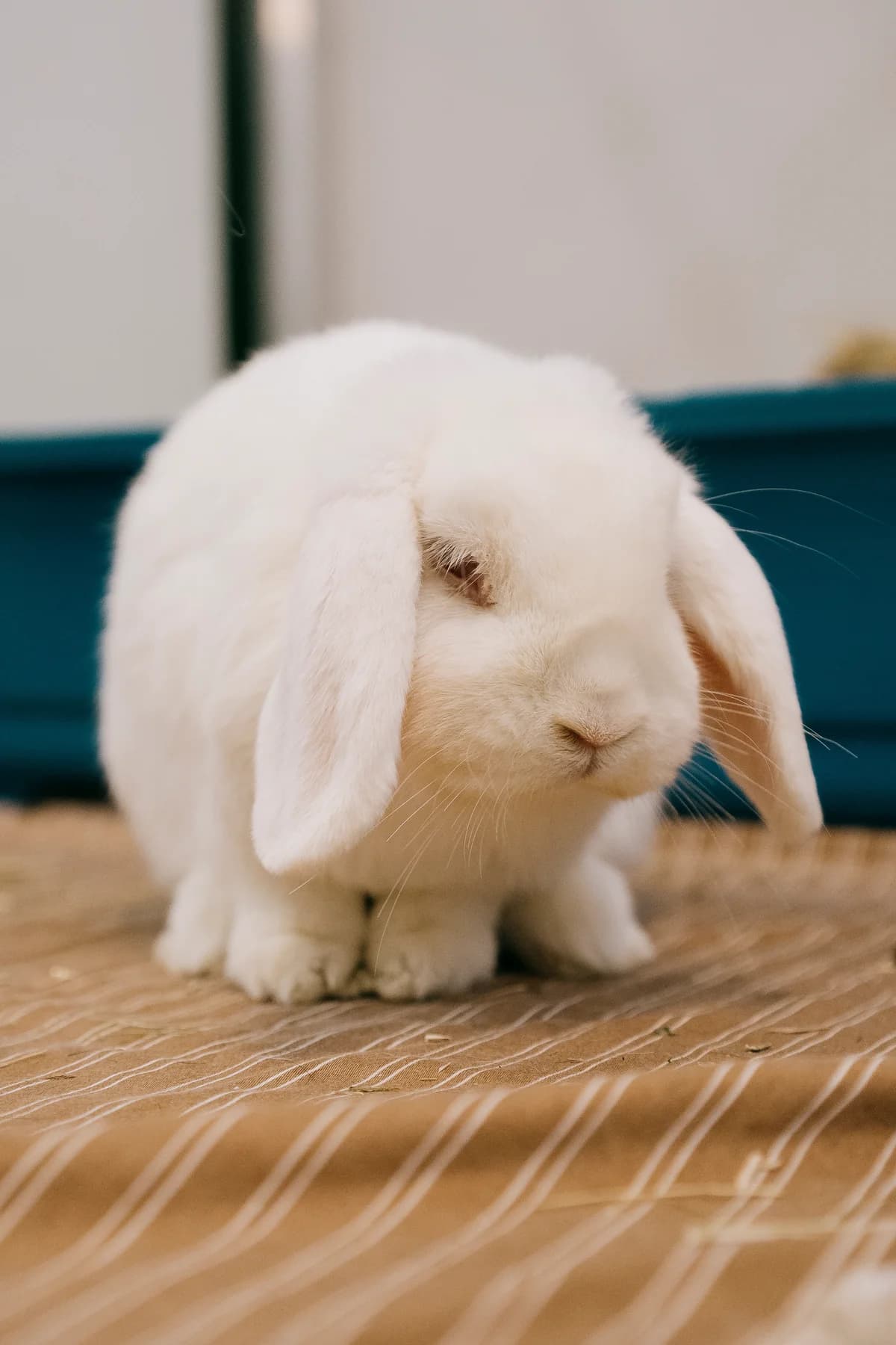 Saburo, male mixed breed for adoption at BMT Tierheim Elisabethenhof — photo 3 of 3