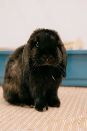 Sani, male mixed breed for adoption at BMT Tierheim Elisabethenhof — photo 2 of 2