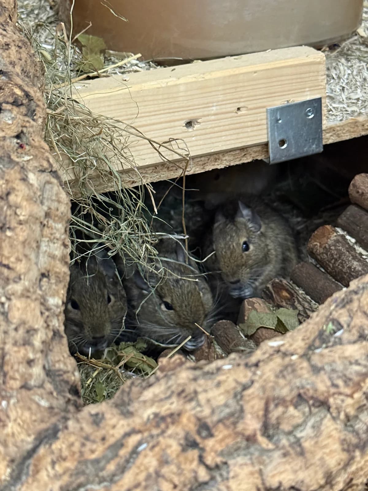 Minea, female 4yo Degu for adoption at BMT Tierheim Elisabethenhof