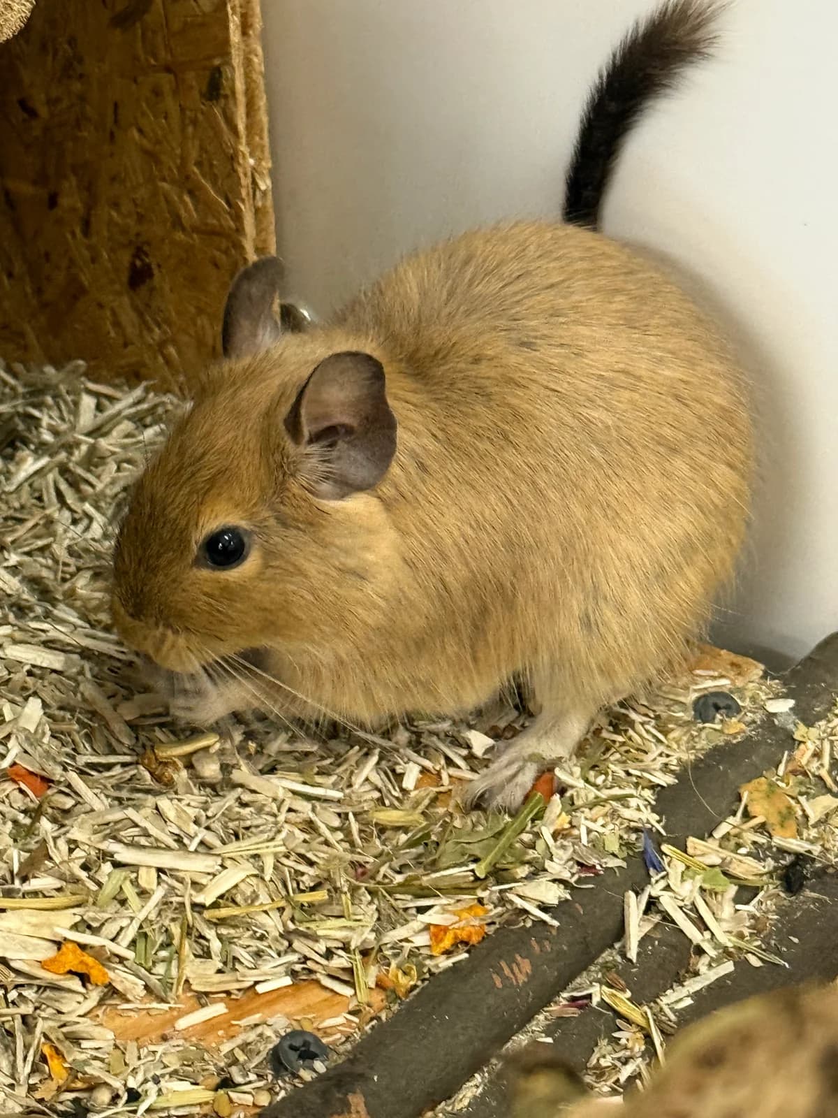 Mila, female 4yo Degu for adoption at BMT Tierheim Elisabethenhof