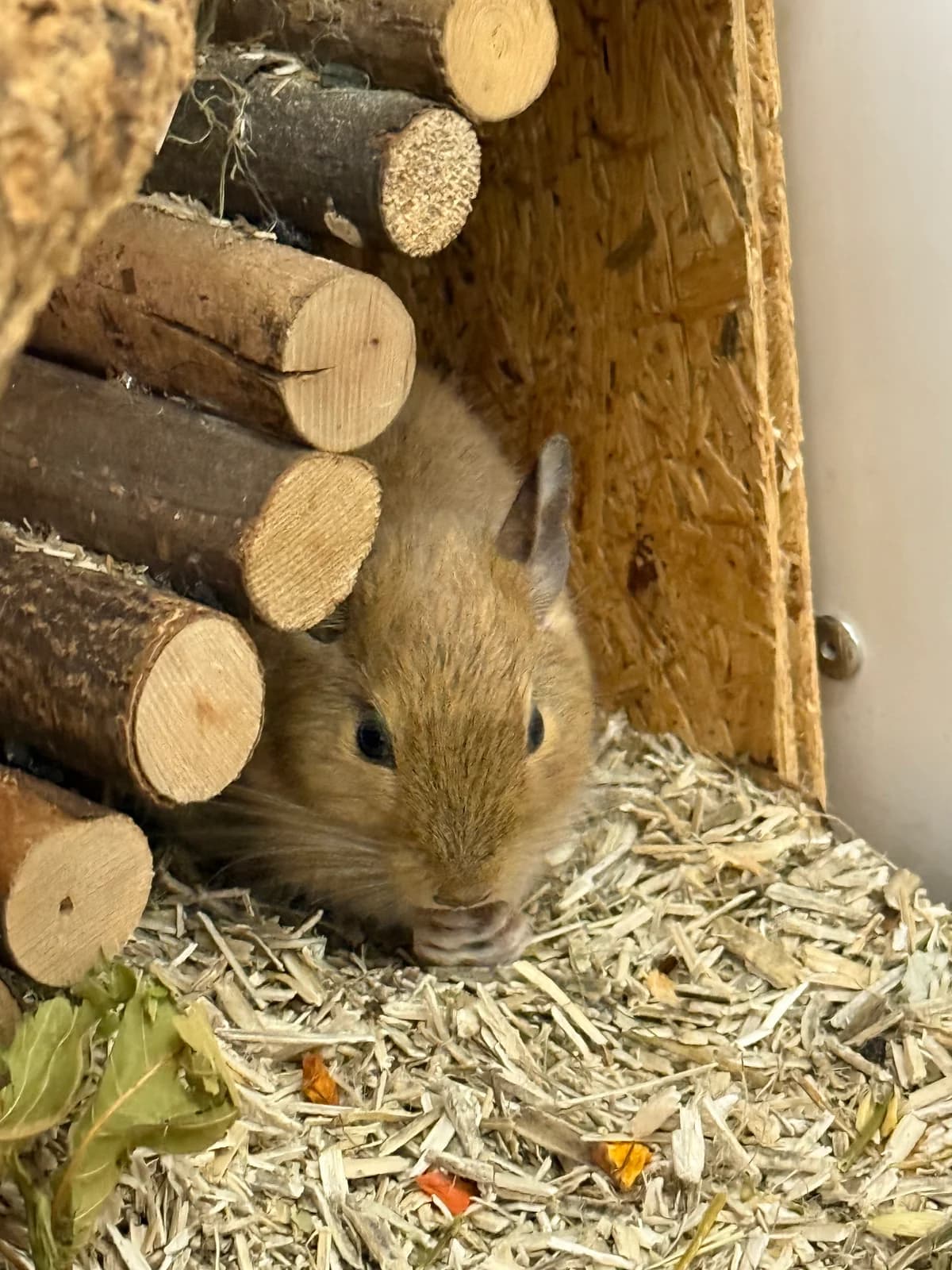 Melou, female Degu for adoption at BMT Tierheim Elisabethenhof — photo 2 of 4