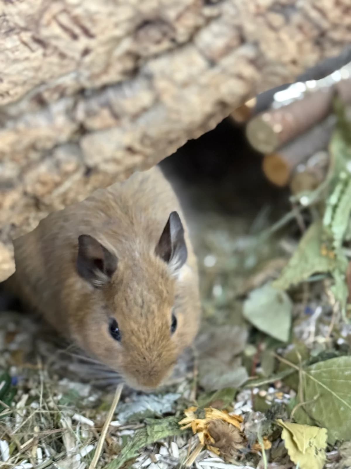 Melou, female Degu for adoption at BMT Tierheim Elisabethenhof — photo 4 of 4