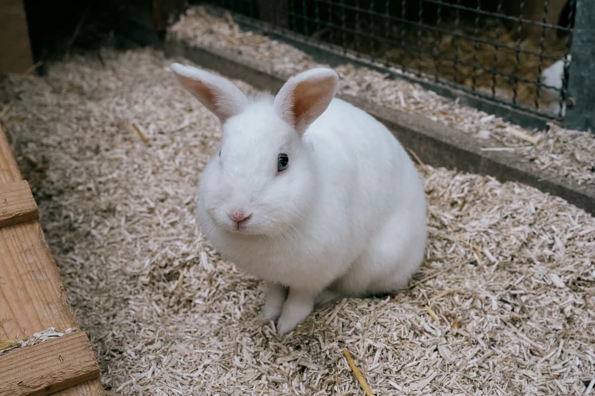 Jana, female mixed breed for adoption at BMT Tierheim Elisabethenhof — photo 2 of 3