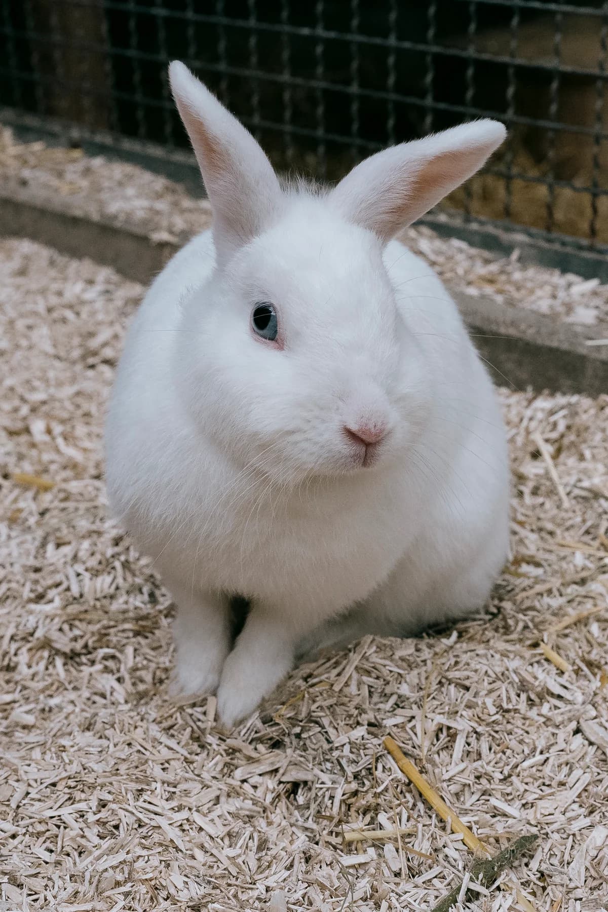 Jana, female mixed breed for adoption at BMT Tierheim Elisabethenhof — photo 3 of 3