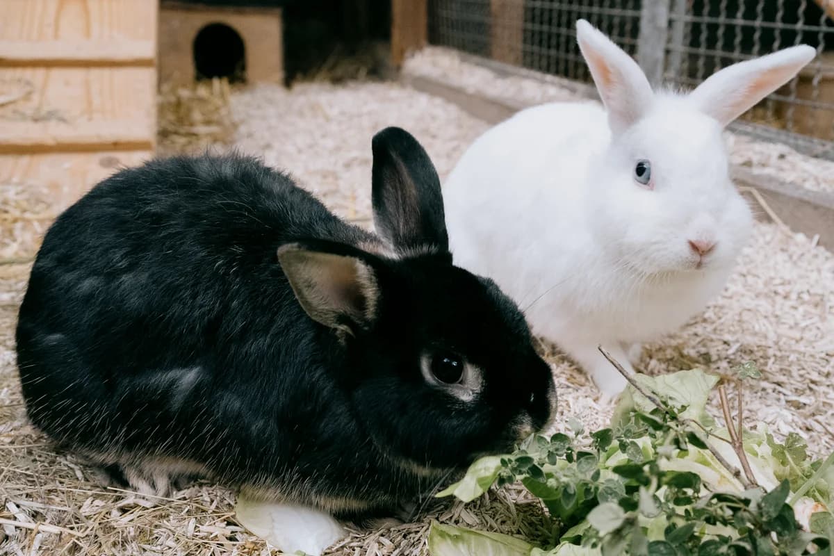 Stitch, male mixed breed for adoption at BMT Tierheim Elisabethenhof