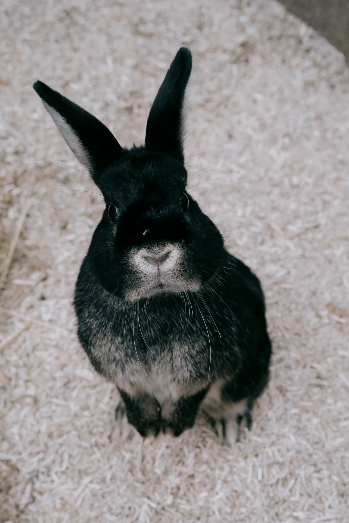 Stitch, male mixed breed for adoption at BMT Tierheim Elisabethenhof — photo 2 of 3