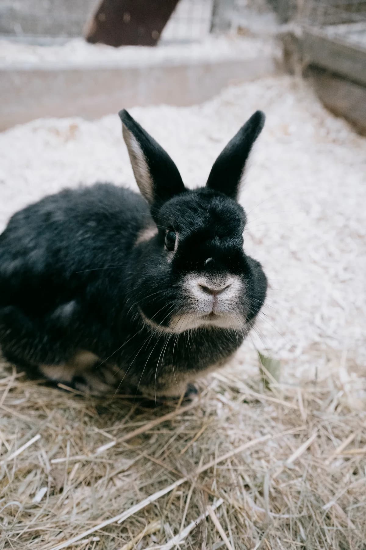 Stitch, male mixed breed for adoption at BMT Tierheim Elisabethenhof — photo 3 of 3