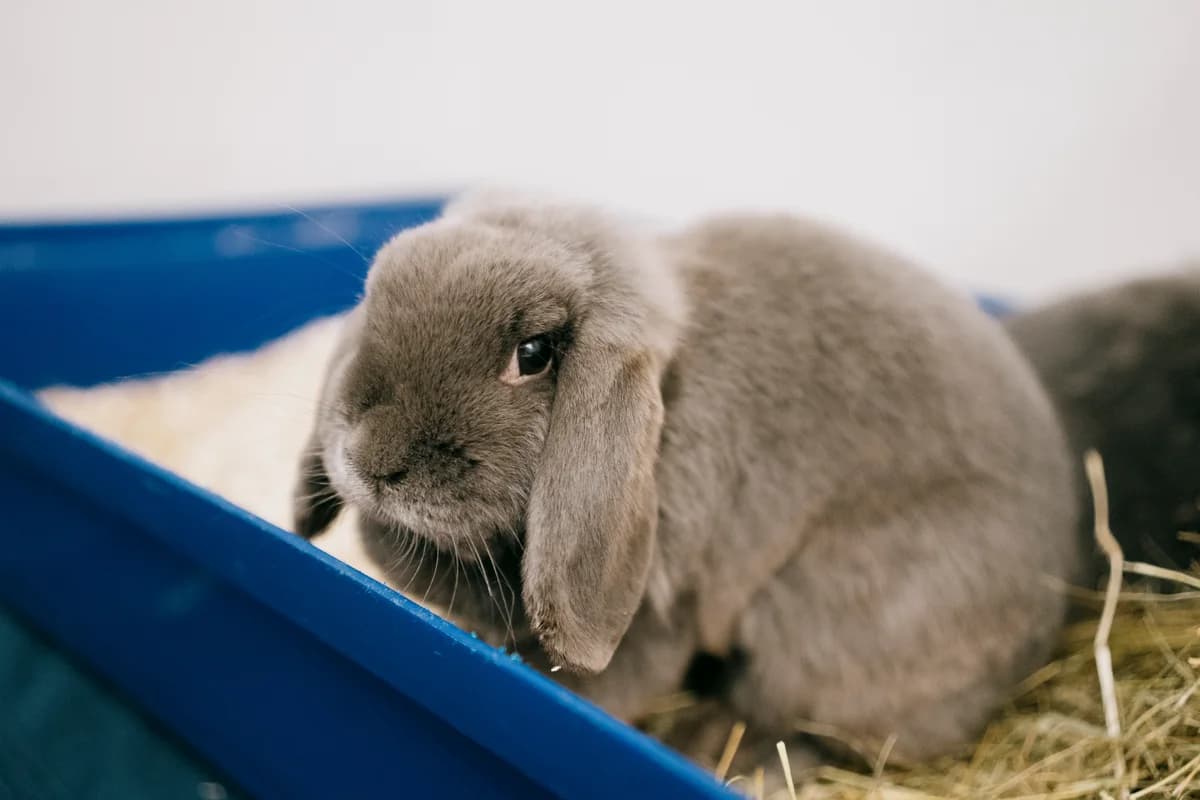 Stups, male mixed breed for adoption at BMT Tierheim Elisabethenhof — photo 2 of 3