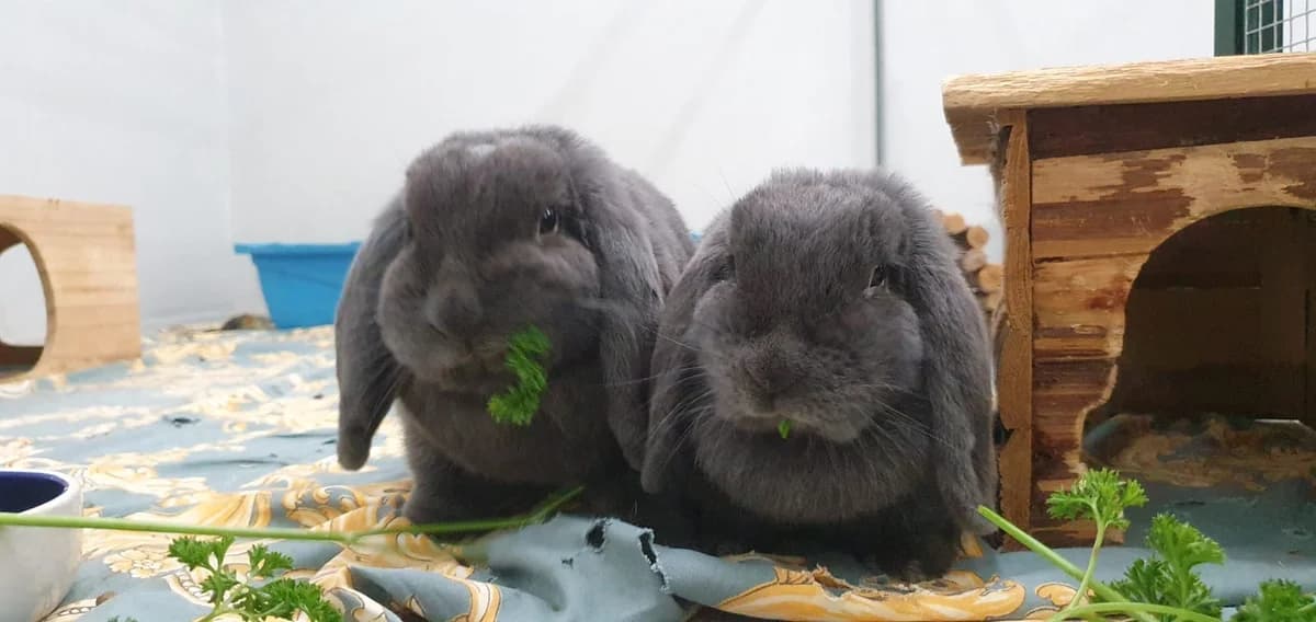 Stups, male mixed breed for adoption at BMT Tierheim Elisabethenhof — photo 3 of 3