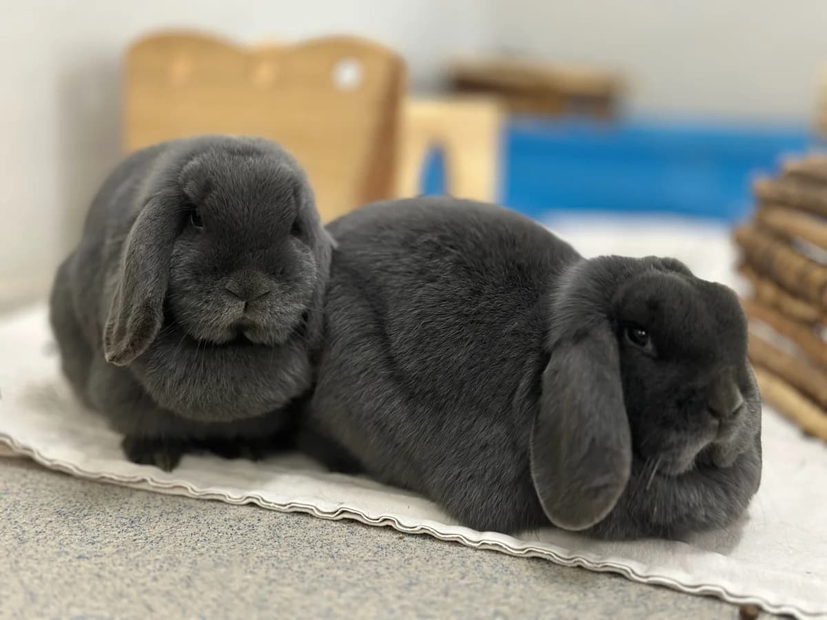 Susi, female mixed breed for adoption at BMT Tierheim Elisabethenhof