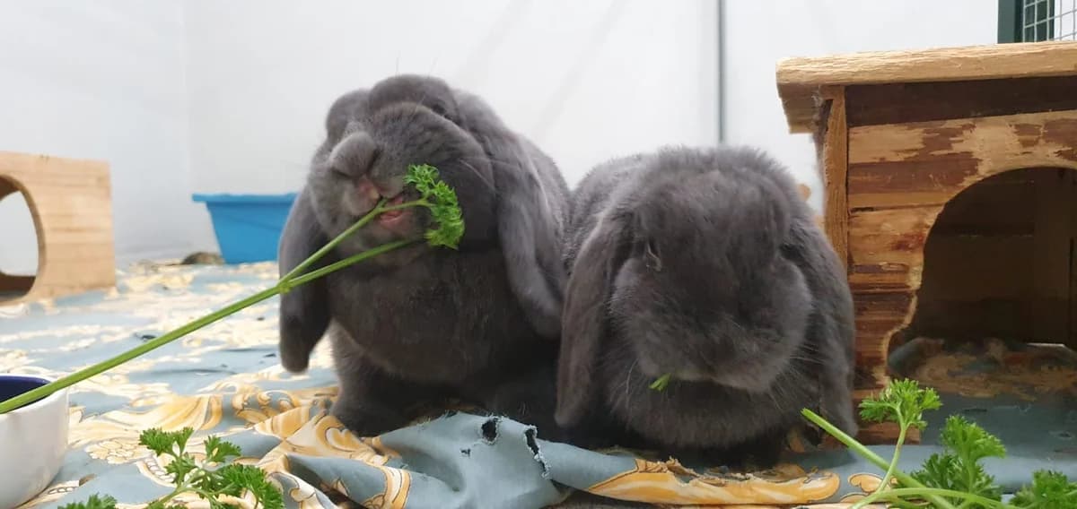Susi, female mixed breed for adoption at BMT Tierheim Elisabethenhof — photo 2 of 3