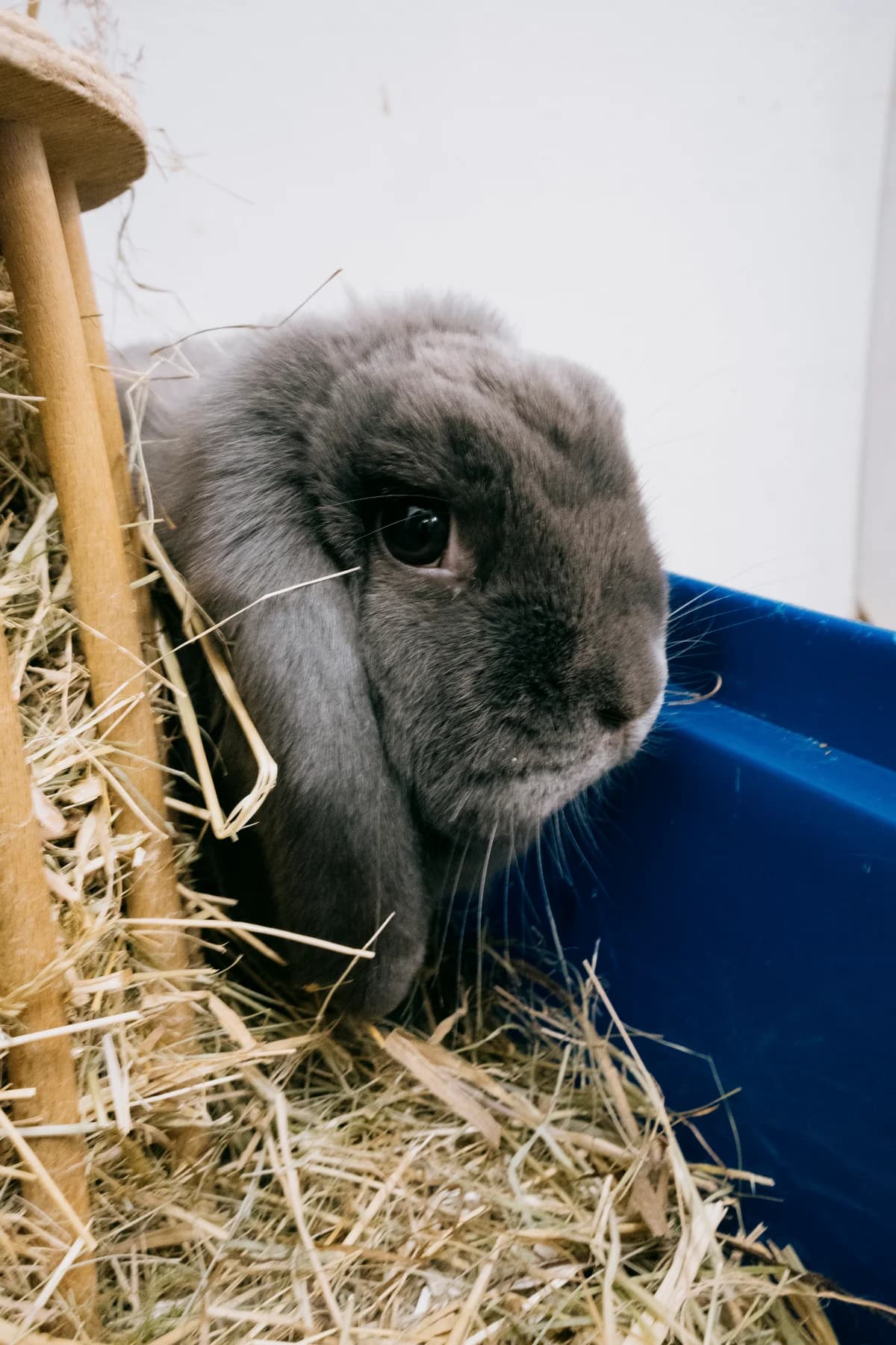 Susi, female mixed breed for adoption at BMT Tierheim Elisabethenhof — photo 3 of 3