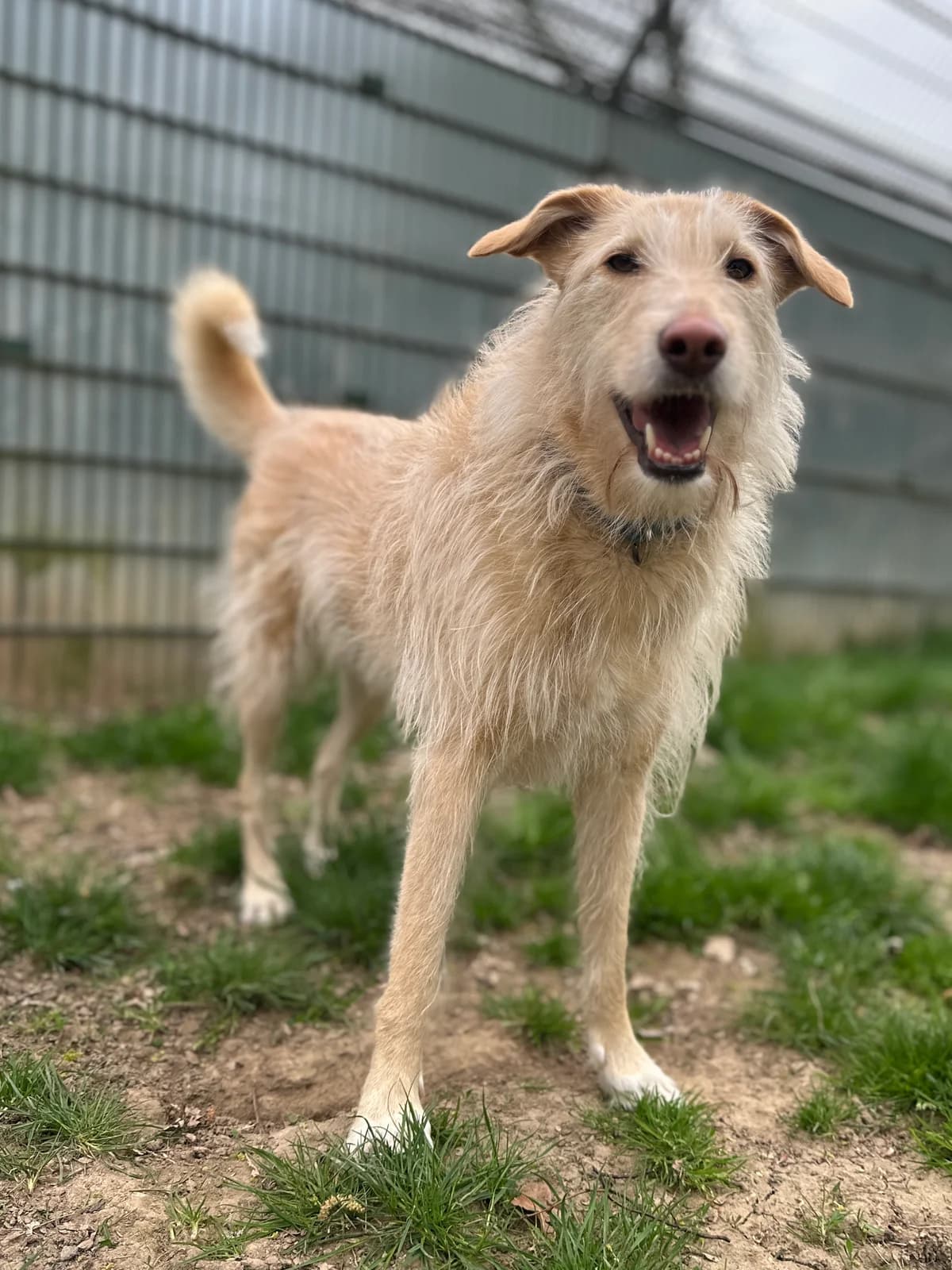 Aika, female 5yo Mixed Breed for adoption at BMT Tierheim Elisabethenhof