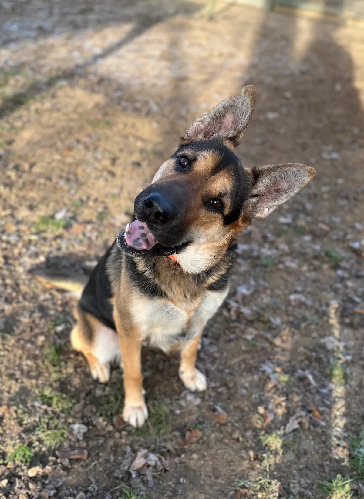 Safira, female Mixed Breed Cat for adoption at BMT Tierheim Elisabethenhof