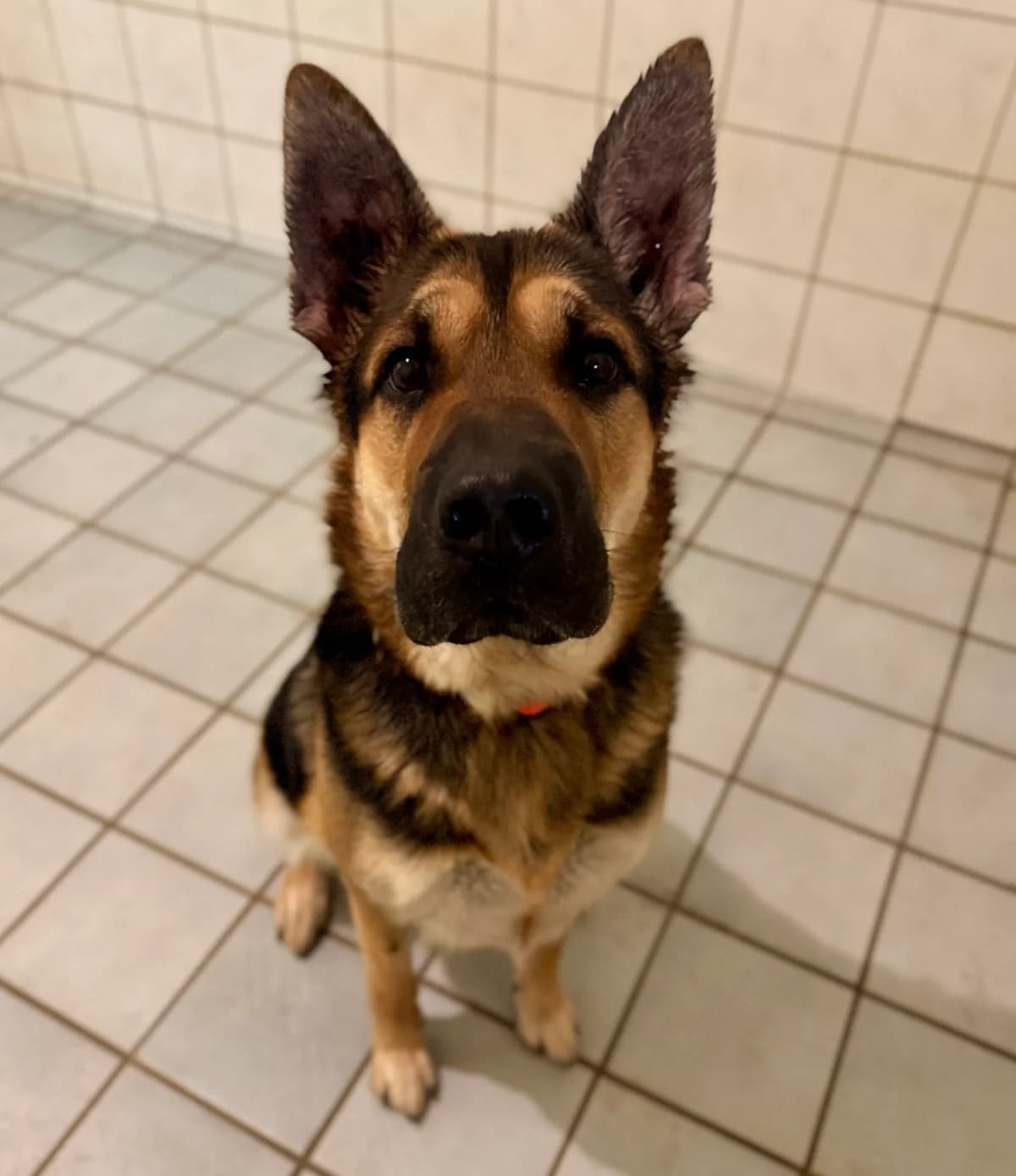 Safira, female Mixed Breed Cat for adoption at BMT Tierheim Elisabethenhof — photo 2 of 6