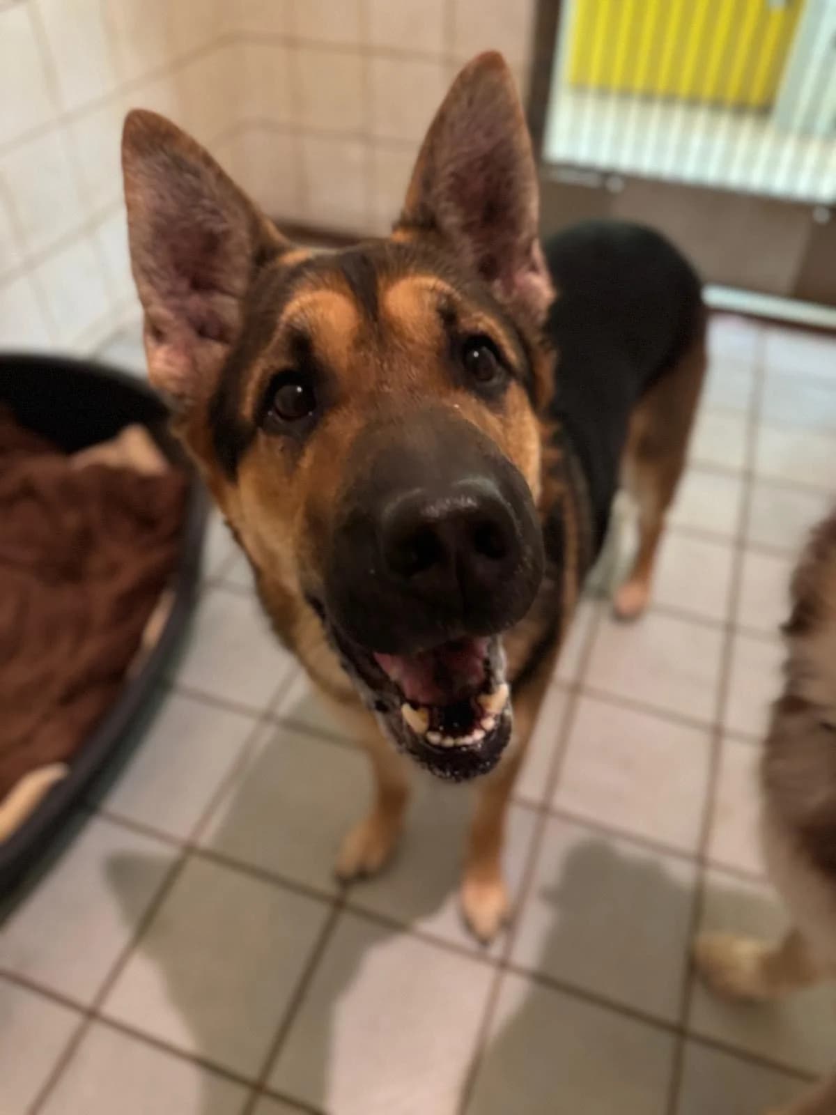 Safira, female Mixed Breed Cat for adoption at BMT Tierheim Elisabethenhof — photo 3 of 6