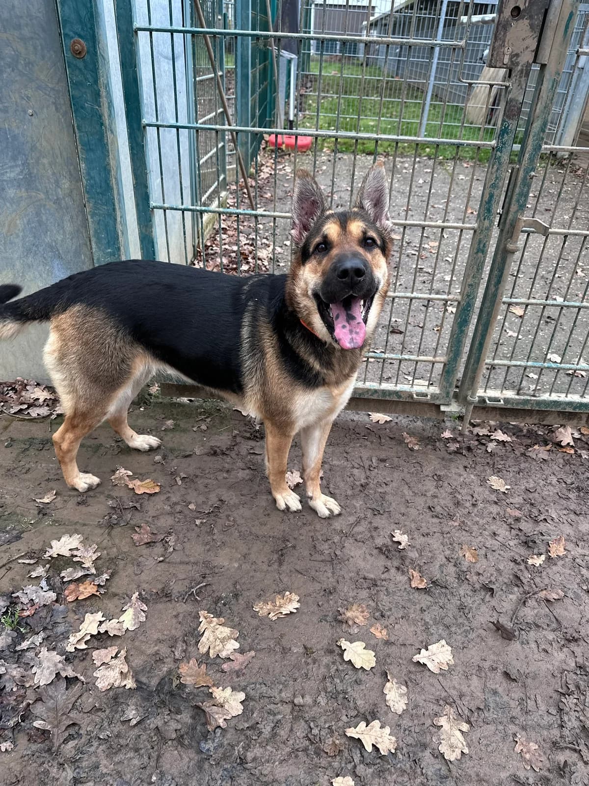 Safira, female Mixed Breed Cat for adoption at BMT Tierheim Elisabethenhof — photo 4 of 6