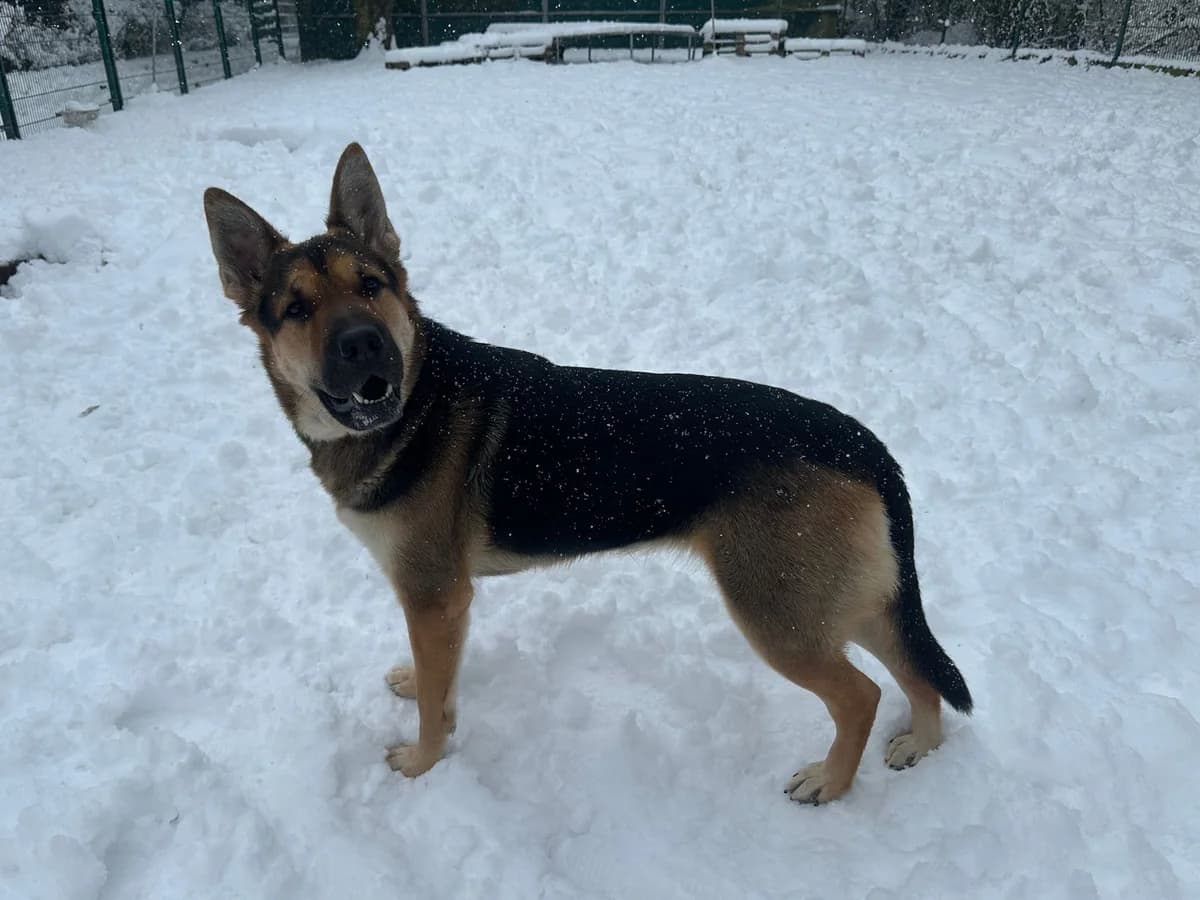 Safira, female Mixed Breed Cat for adoption at BMT Tierheim Elisabethenhof — photo 5 of 6