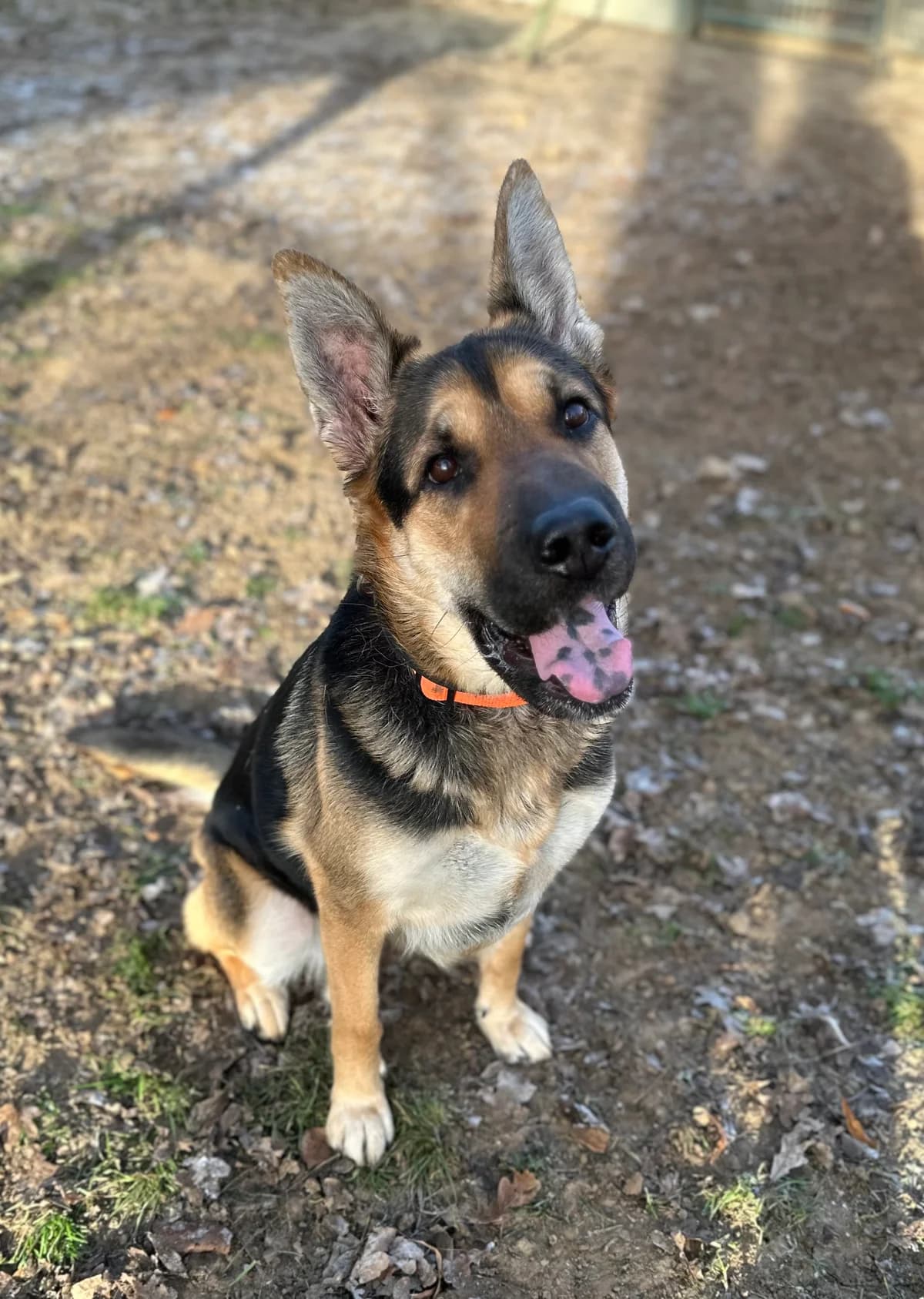 Safira, female Mixed Breed Cat for adoption at BMT Tierheim Elisabethenhof — photo 6 of 6