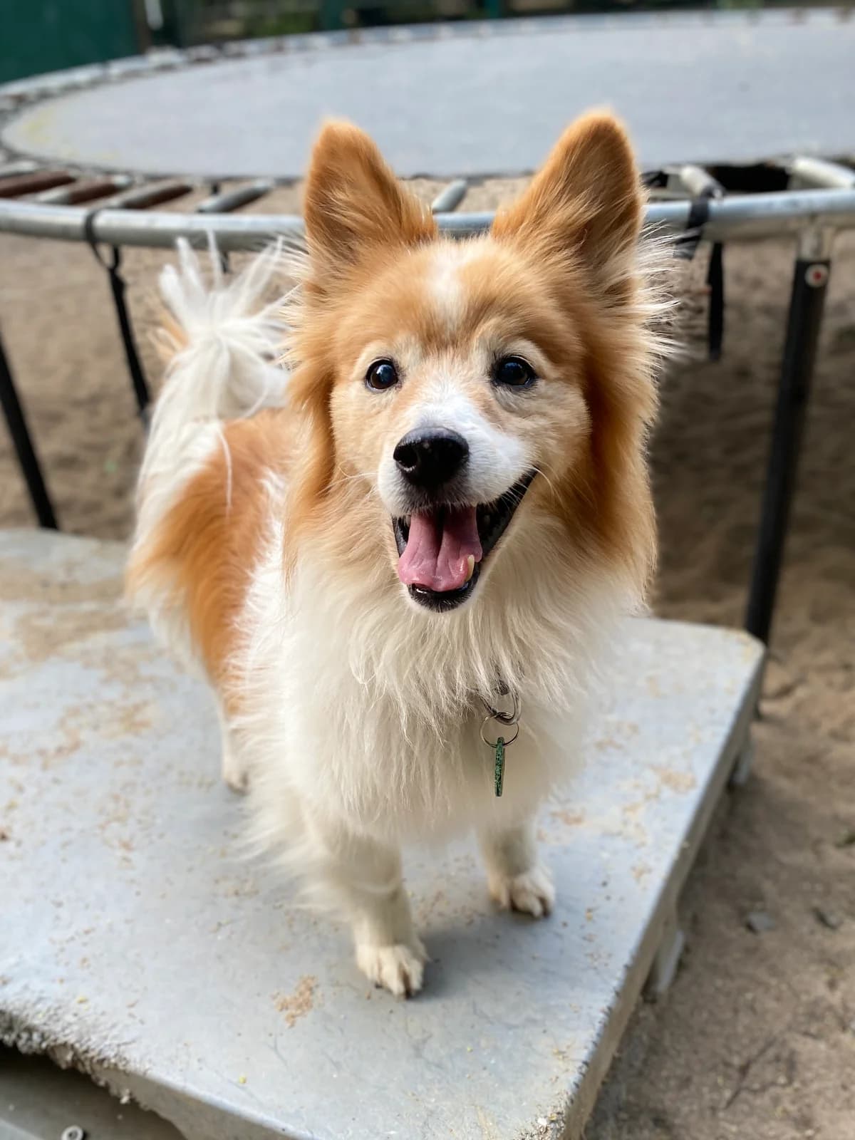 Fito, male senior mixed breed for adoption at BMT Tierheim Elisabethenhof