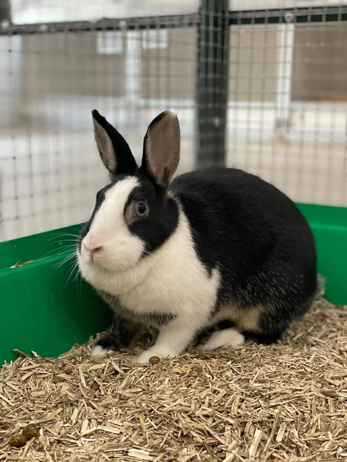 Valkyrie, female mixed breed for adoption at BMT Tierheim Elisabethenhof